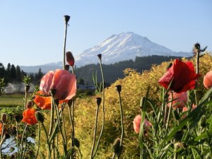 Mt Adams, Washington